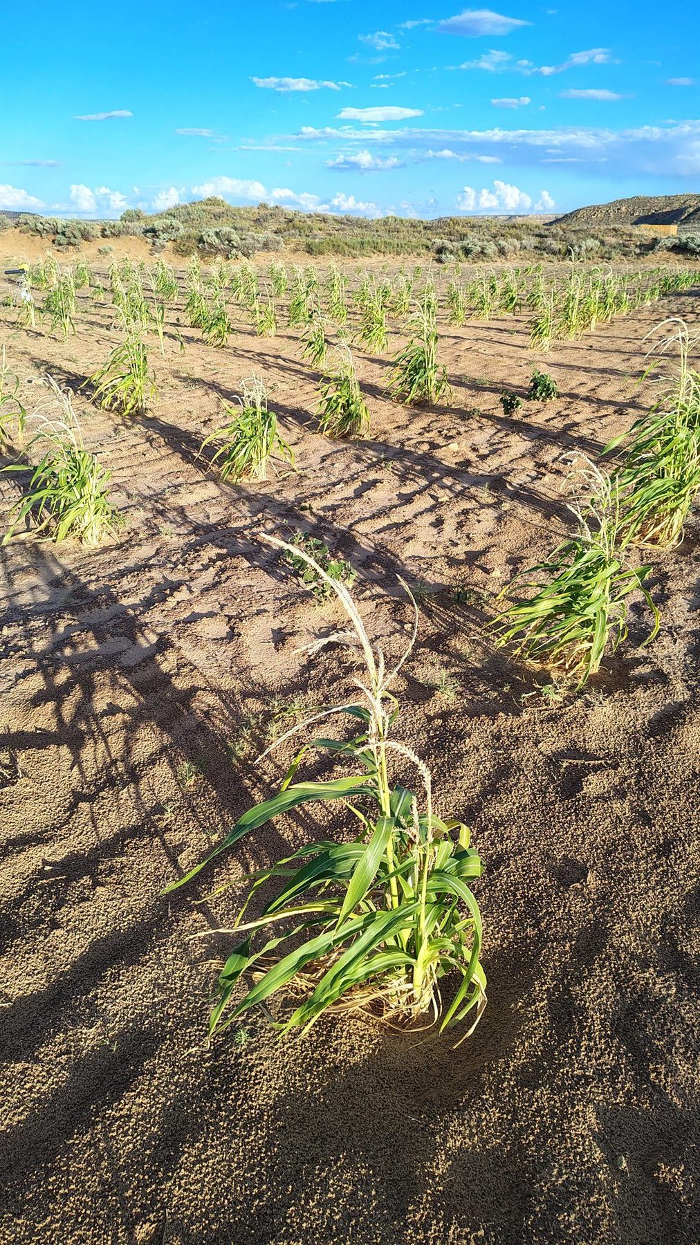 Young corn plants in his grandfather's field under a blue Northern Arizona sky